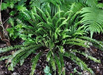 Asplenium scolopendrium Undulata